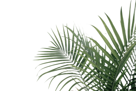 a palm leaf